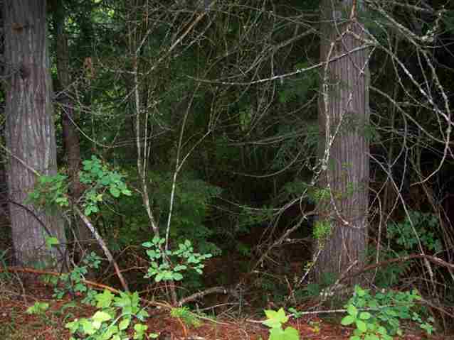 3381 Caffel Rd - Photo 5