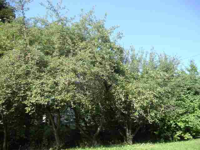 204 W King Ave - Photo 9