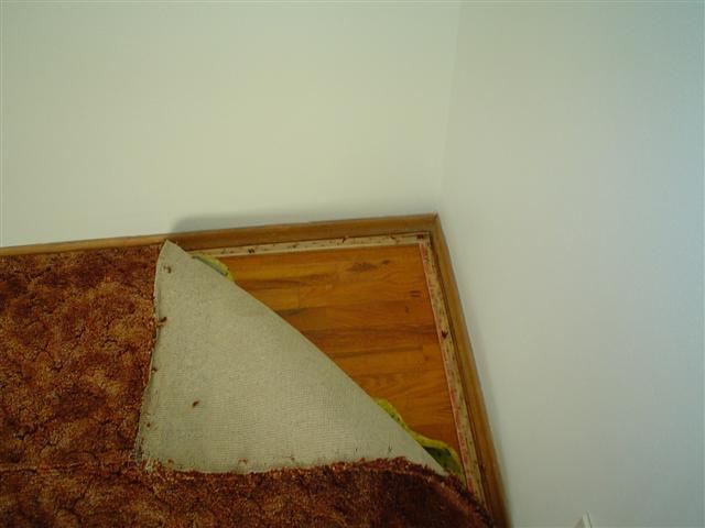 1310 W Wedgewood - Photo 13
