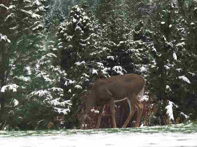 5709 S Cree - Photo 15