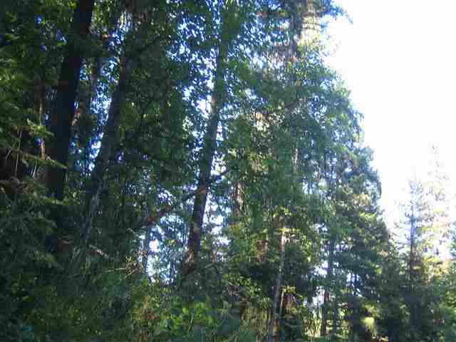 0009 Reynolds Creek Rd - Photo 13
