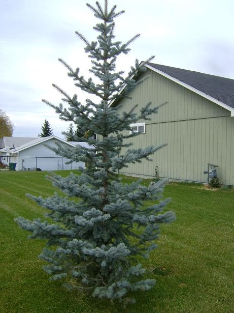203 Armstrong Ct - Photo 2