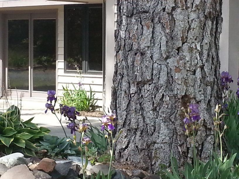 204 E SILVER PINES - Photo 6