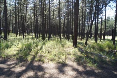 4579 Reservation Rd - Photo 12