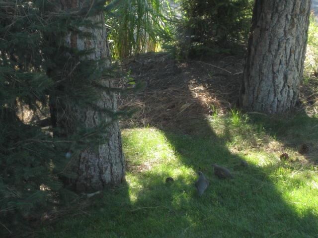 4824 N Greenwood Blvd - Photo 7