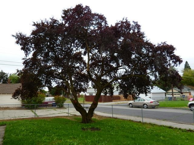 804 E Gordon Ave - Photo 14