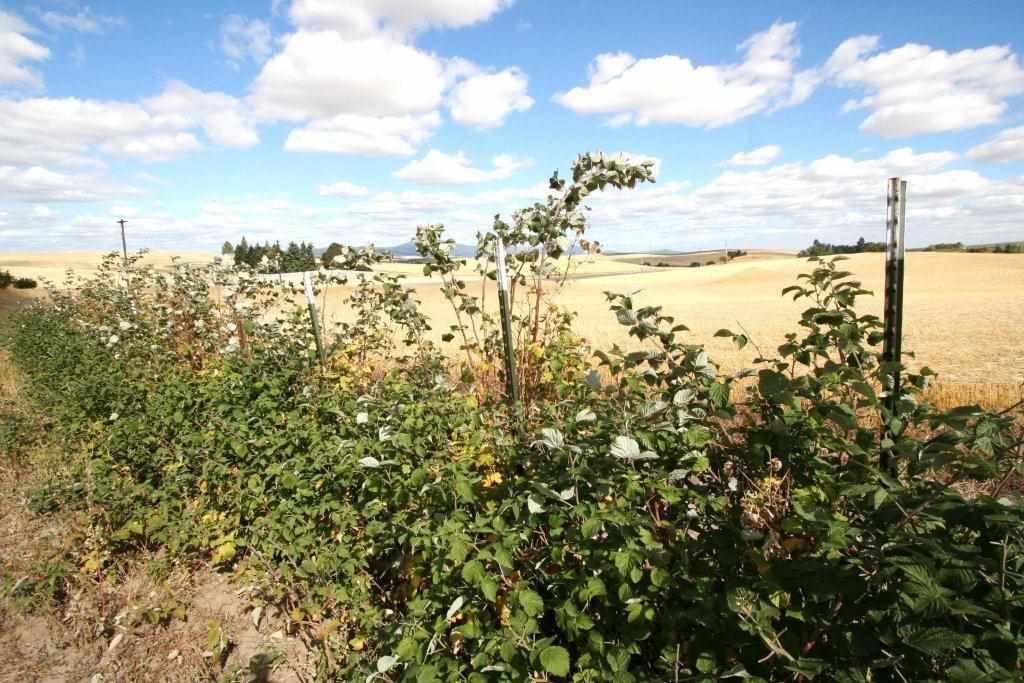 12808 E Valley Chapel Rd - Photo 14
