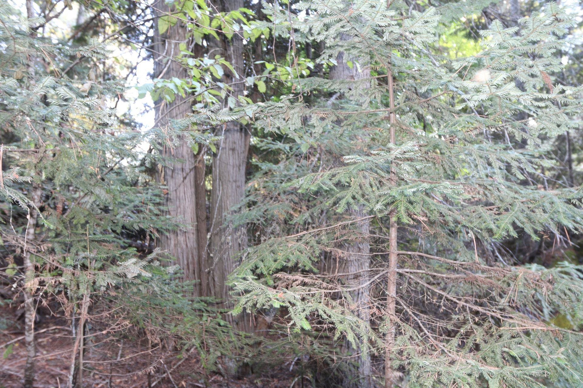 7289 Fertile Valley Rd - Photo 4