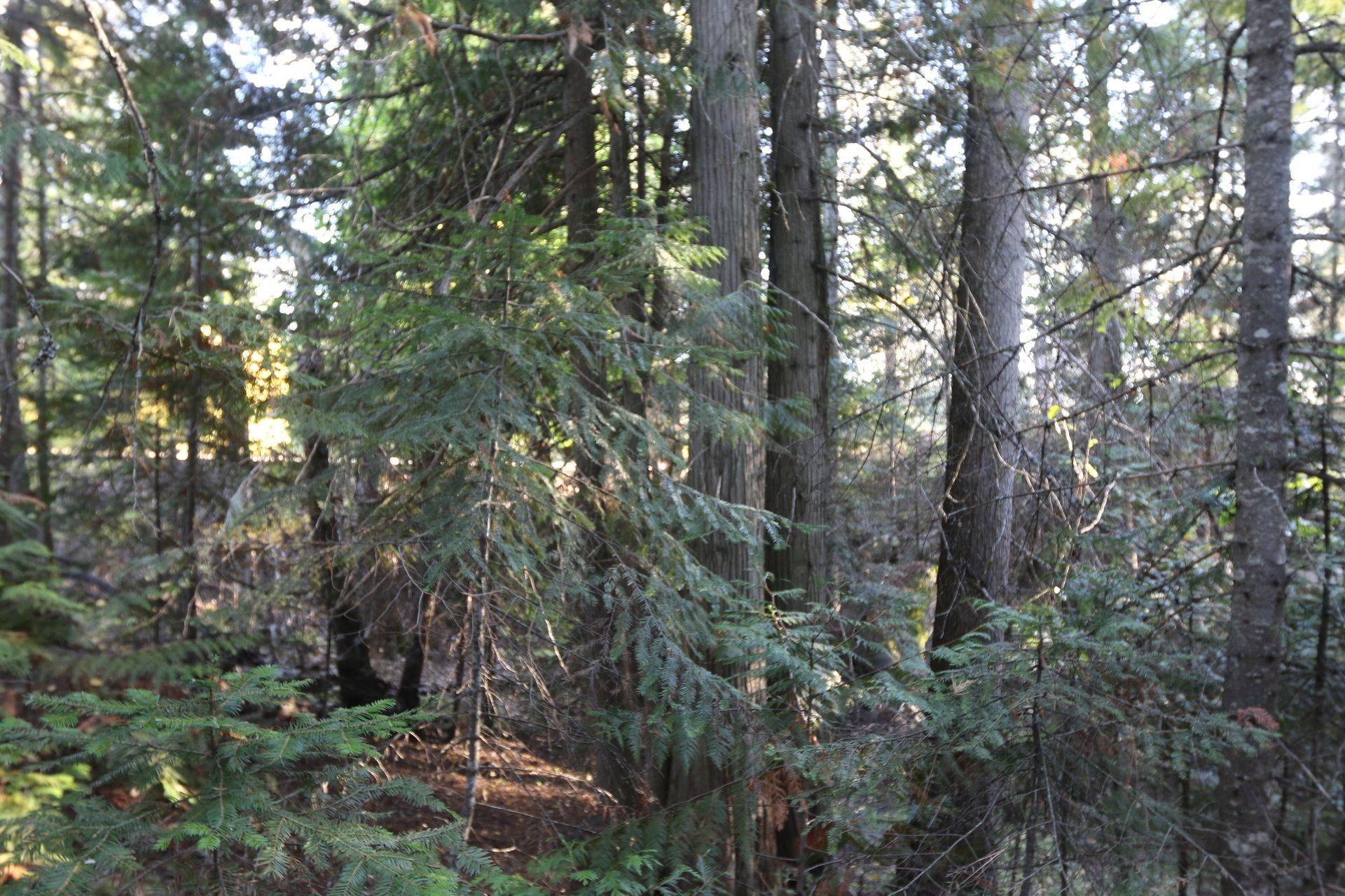 7289 Fertile Valley Rd - Photo 5