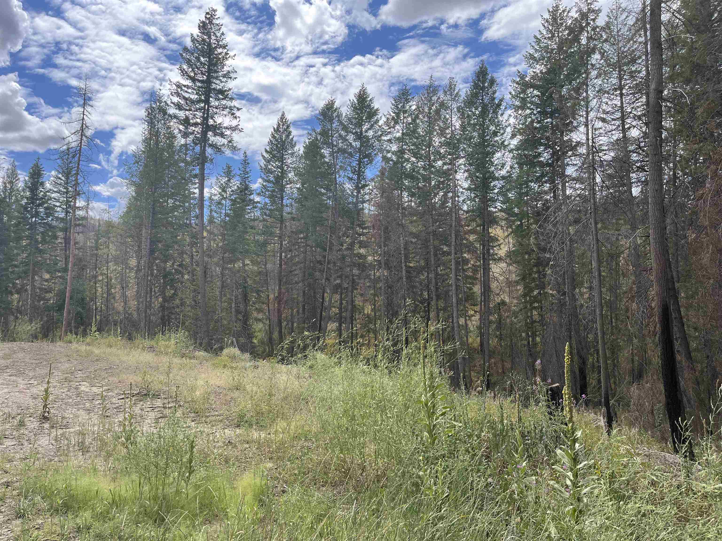 Lot 11 Rail Canyon Rd - Photo 4