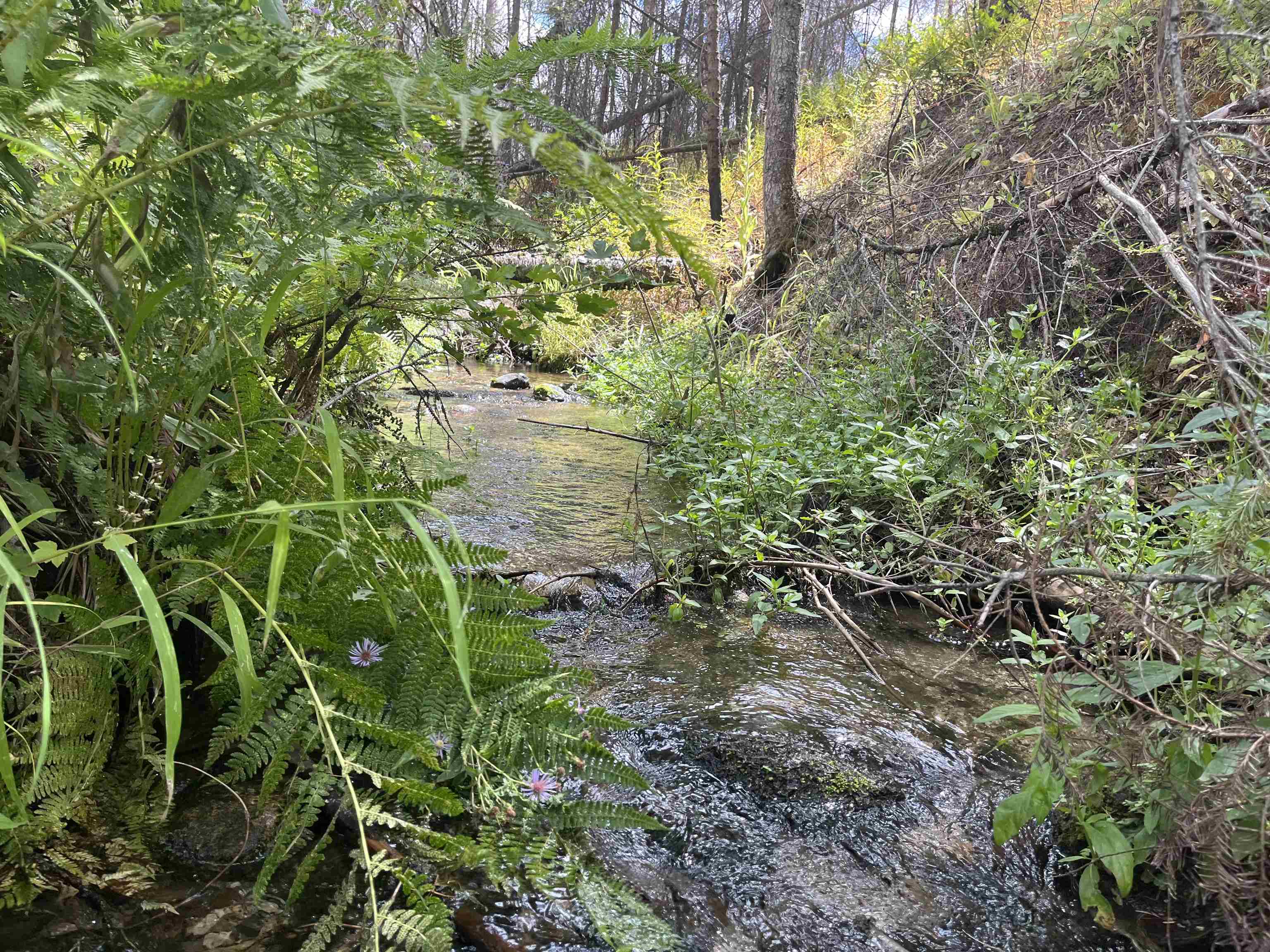Lot 11 Rail Canyon Rd - Photo 5