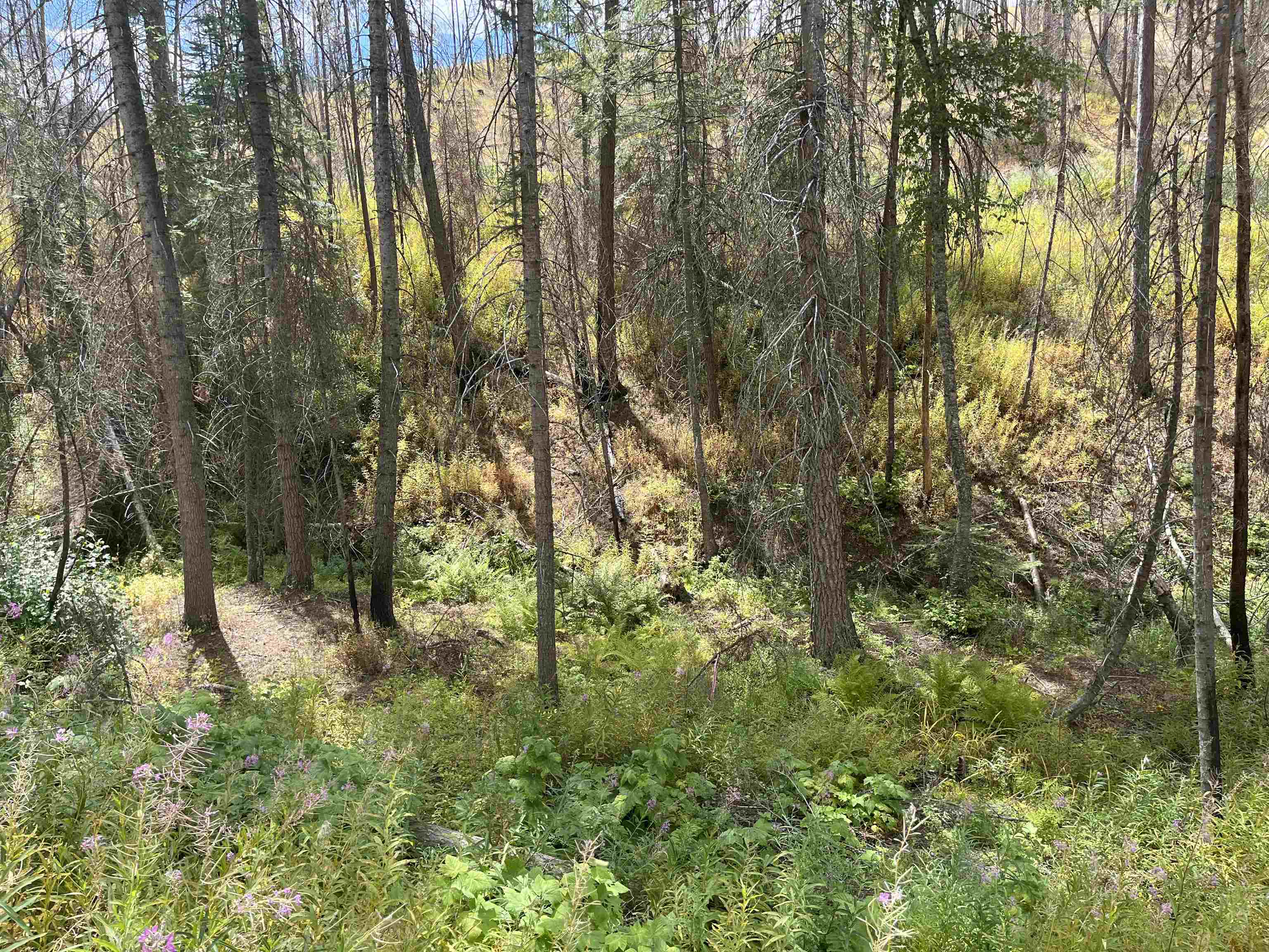 Lot 11 Rail Canyon Rd - Photo 6