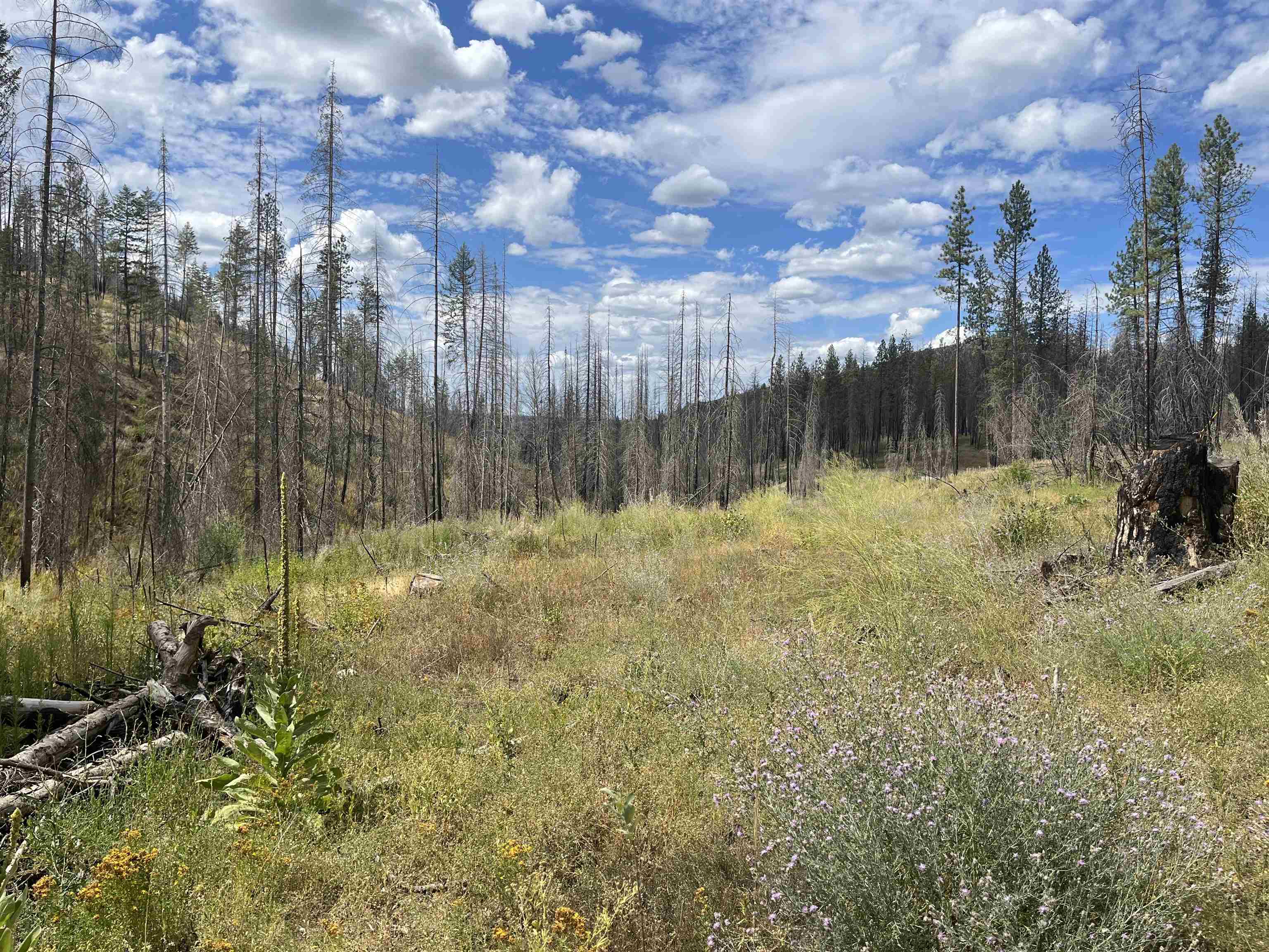 Lot 12 Rail Canyon Rd - Photo 5