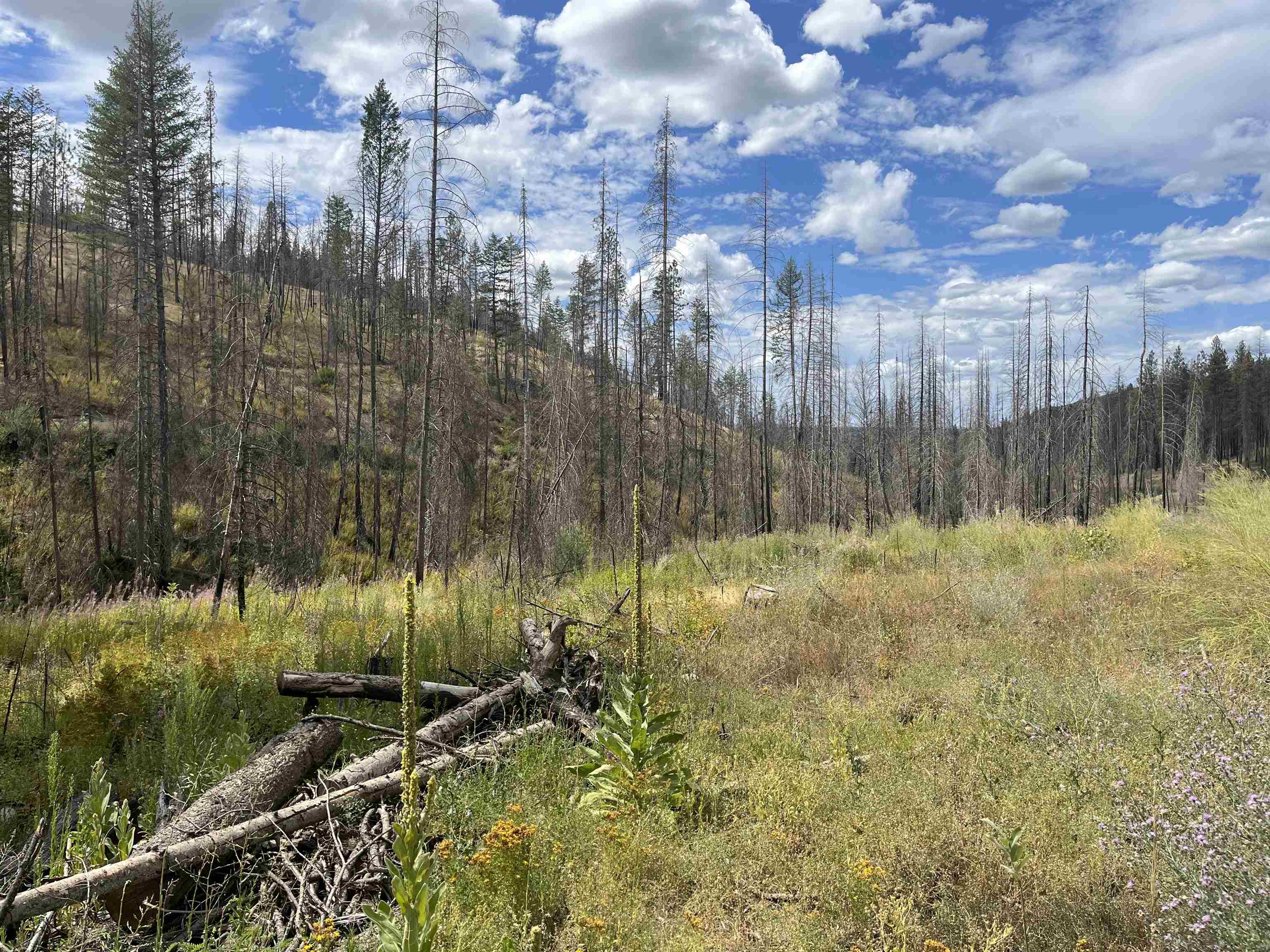 Lot 12 Rail Canyon Rd - Photo 6