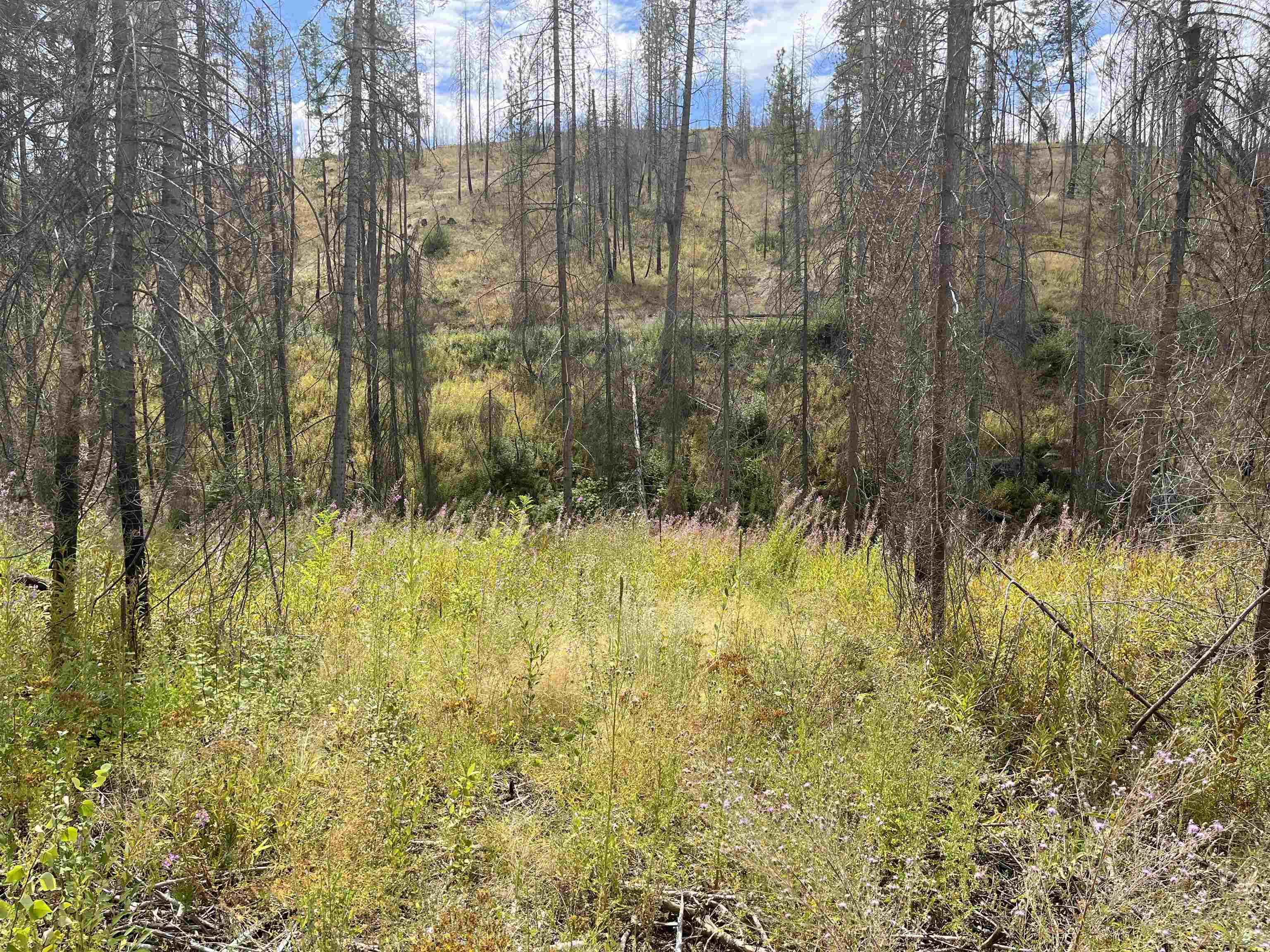 Lot 12 Rail Canyon Rd - Photo 7