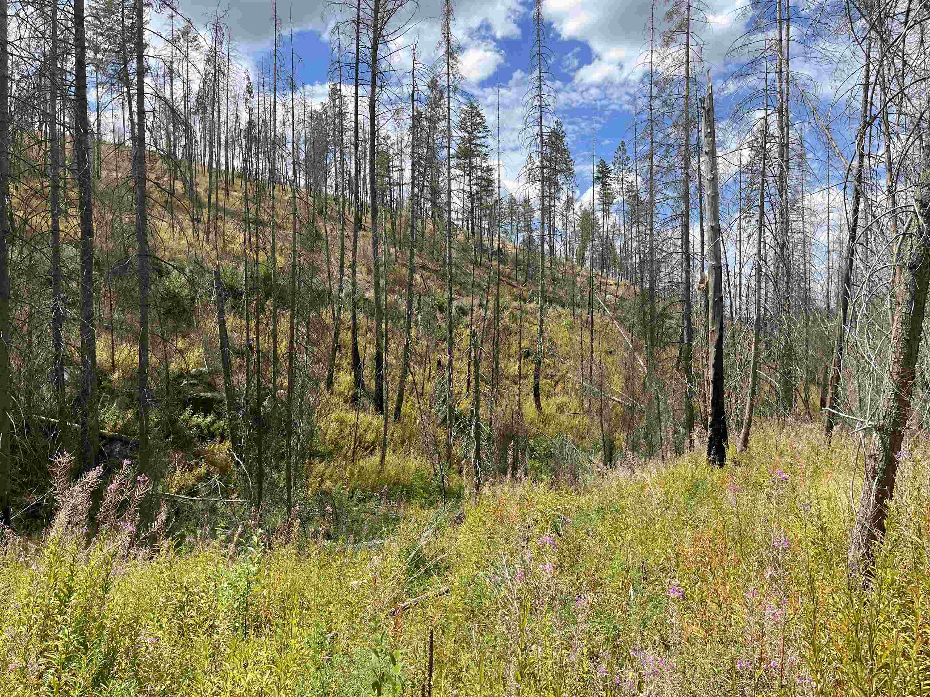Lot 12 Rail Canyon Rd - Photo 8