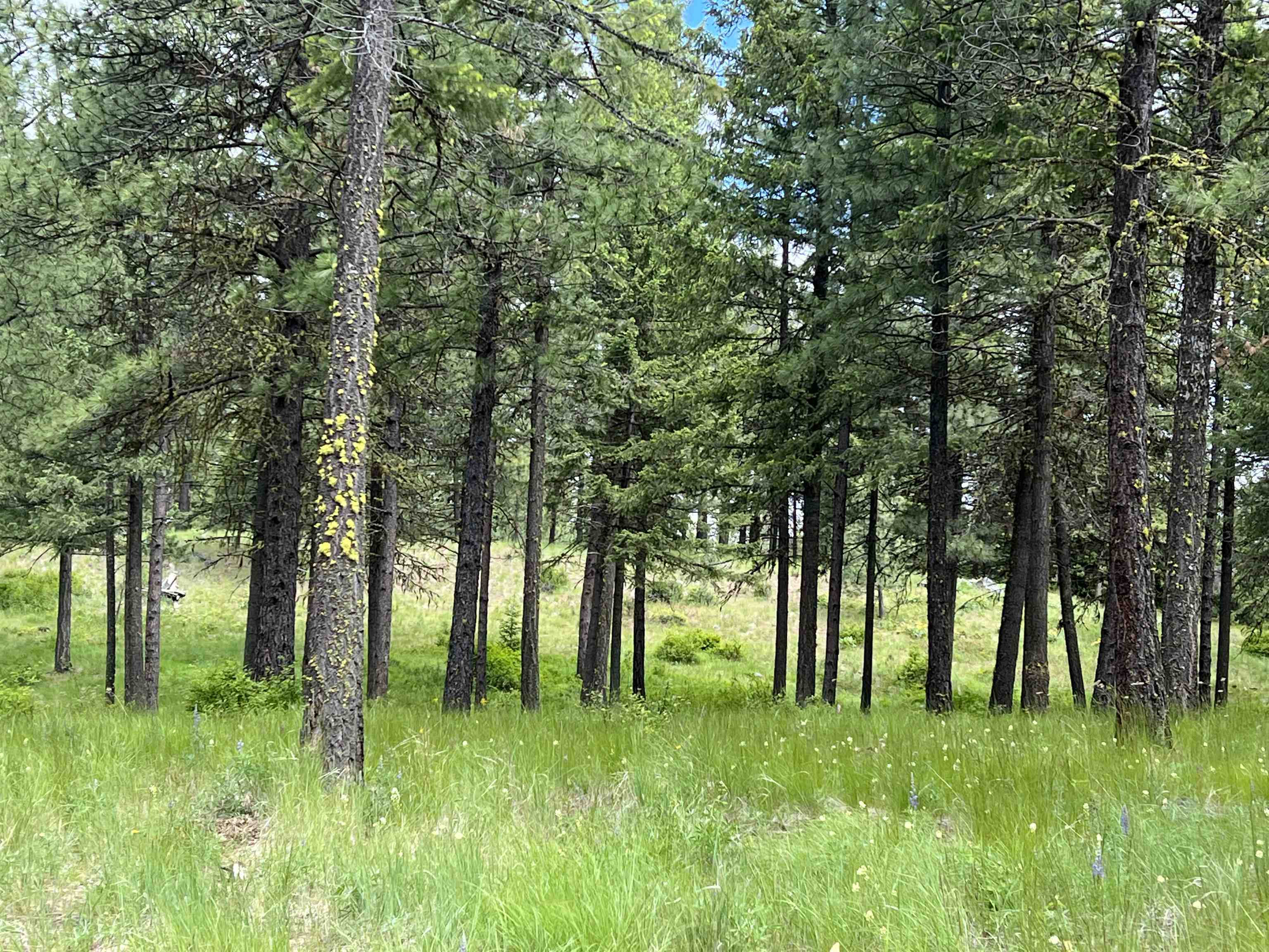 Lot 7 Bella Coola Dr - Photo 3