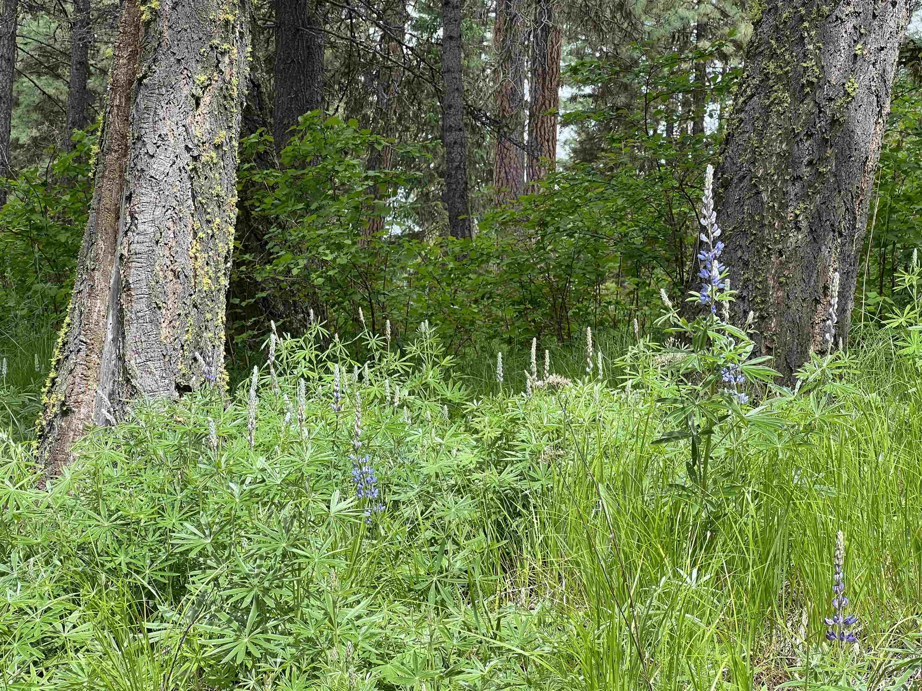 Lot 7 Bella Coola Dr - Photo 4