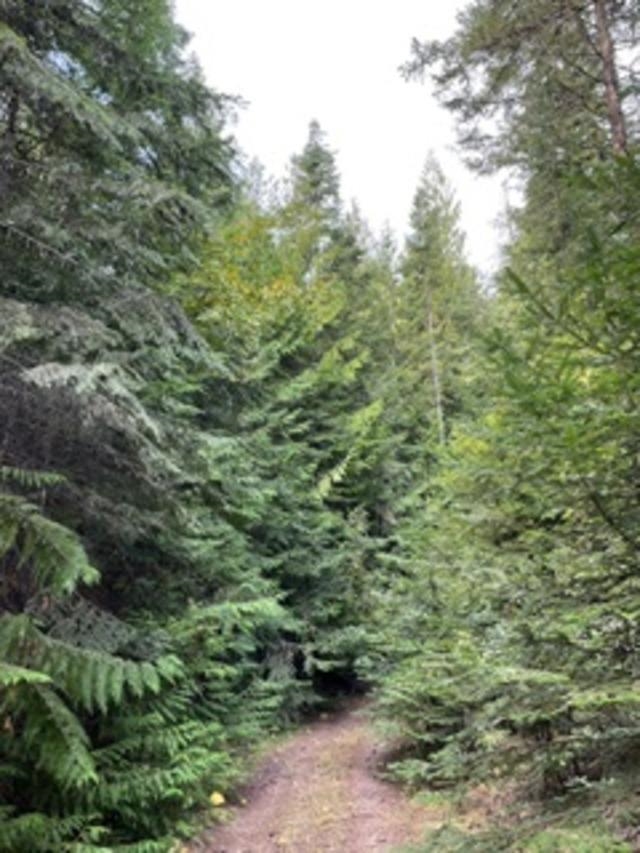 Nka. Leslie Creek Rd - Photo 2