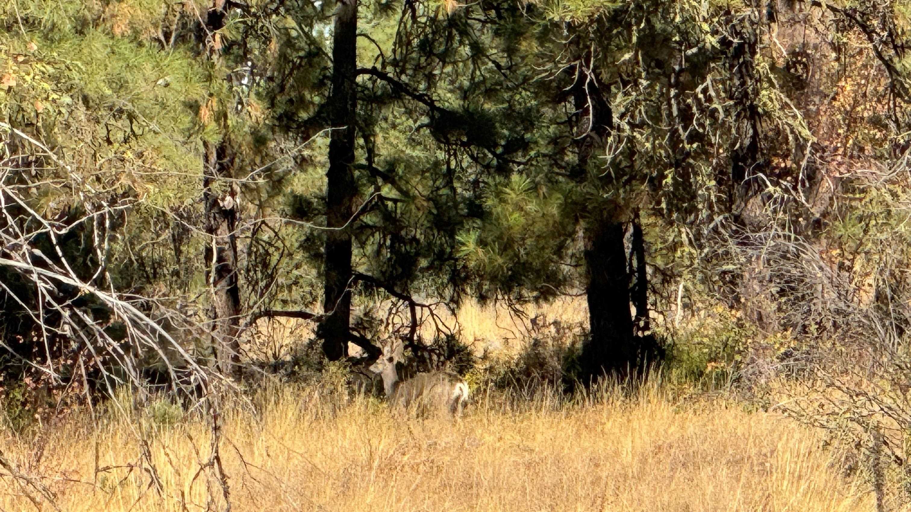 25546 E Miles/Creston Rd - Photo 38