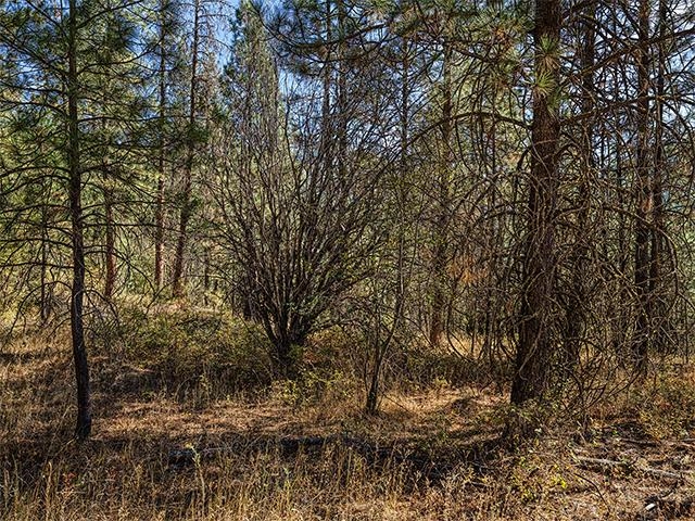 TBD Raven Ridge St - Photo 1