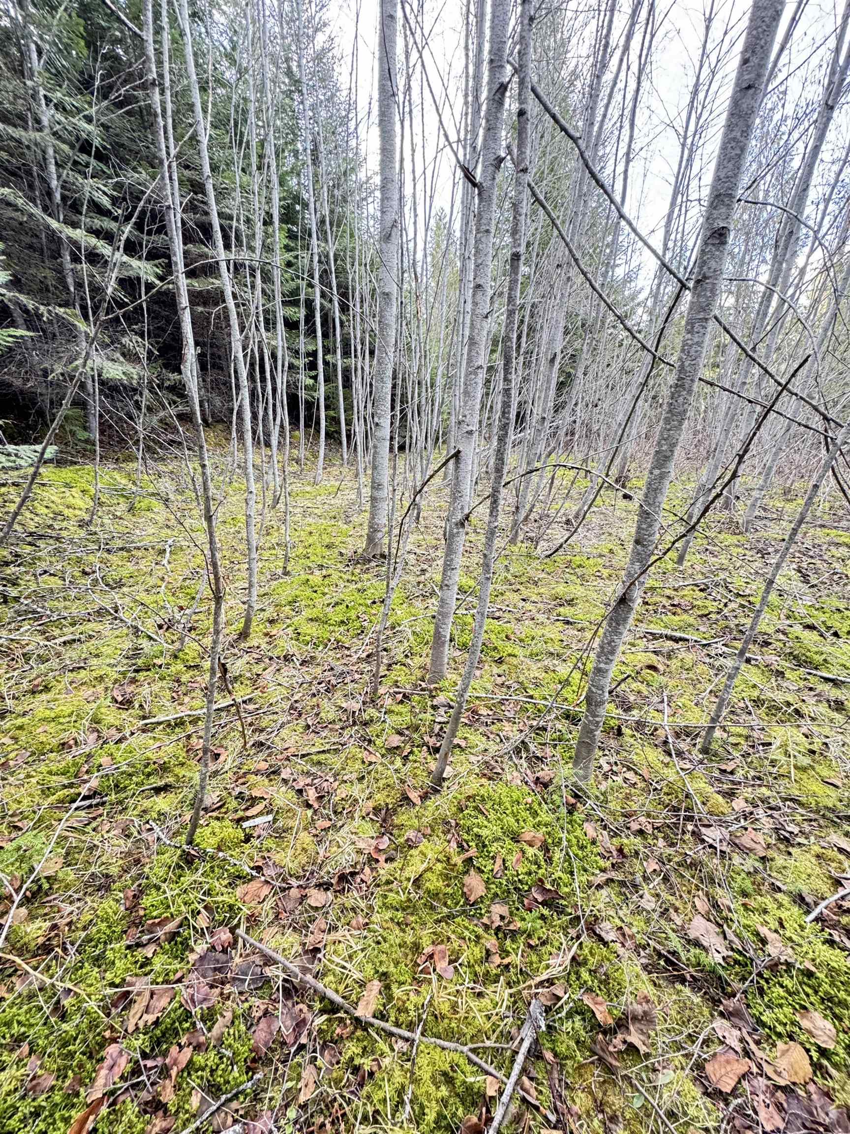 7301 WA-31 Hwy - Photo 8