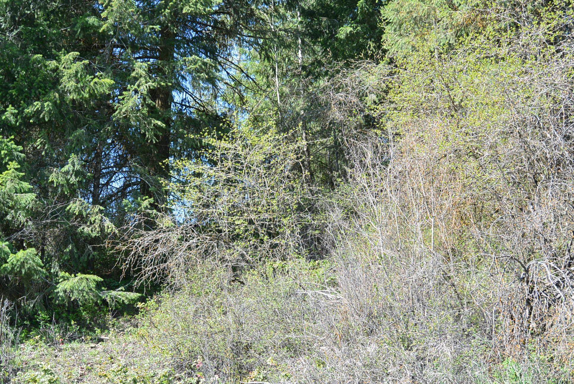 TBD Long Prairie Rd - Photo 5