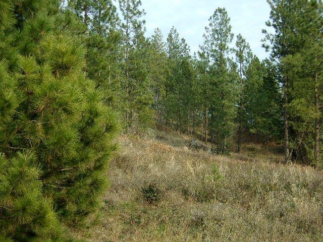 TBD Long Prairie Rd - Photo 9