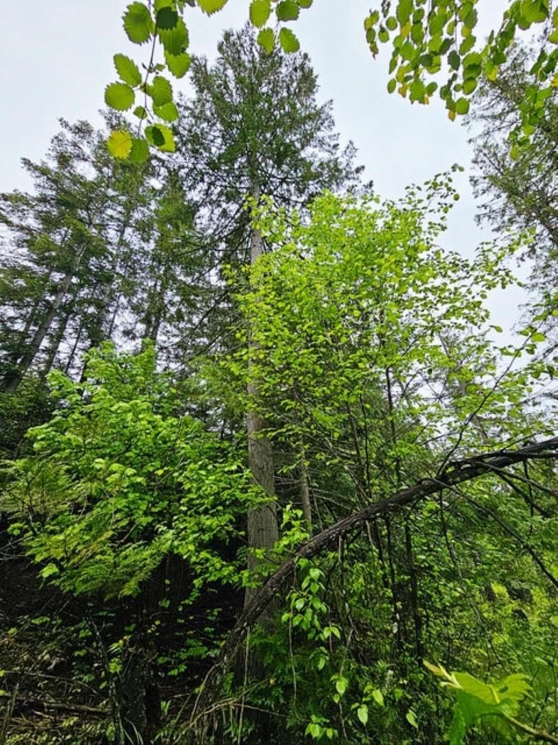 1895 TBD Blue Creek Rd - Photo 16