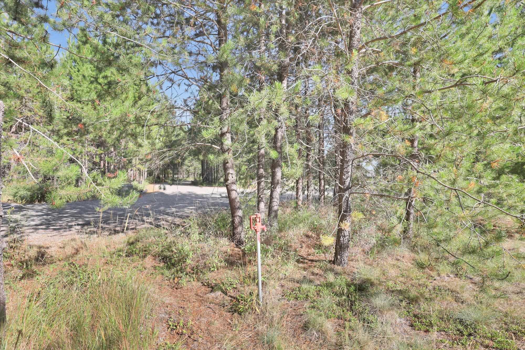 142 Freedom Meadows Dr - Photo 13
