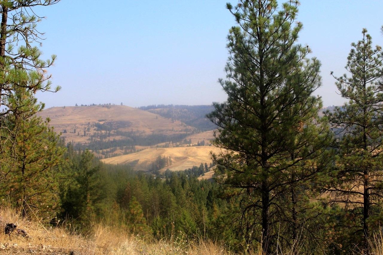 35770 Spruce Grouse N Ln - Photo 2