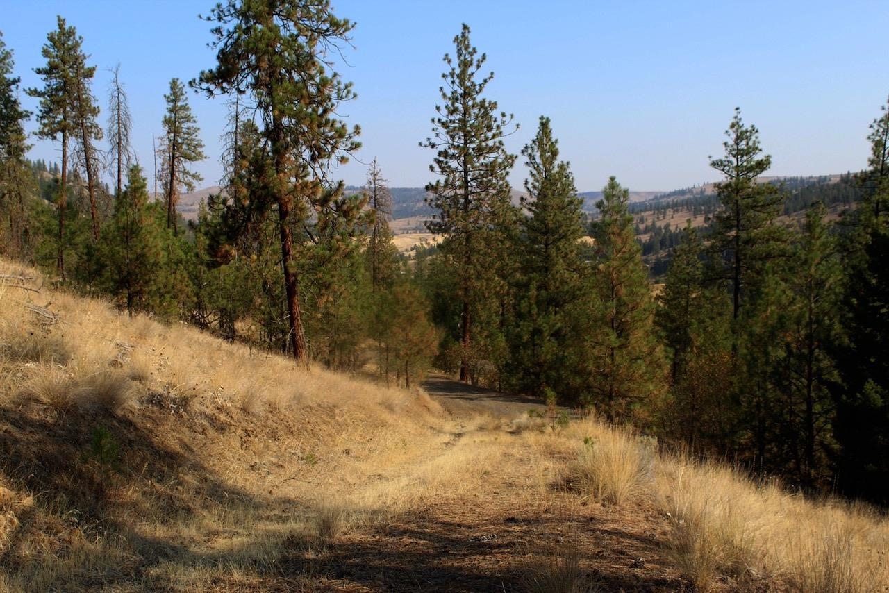 35770 Spruce Grouse N Ln - Photo 12