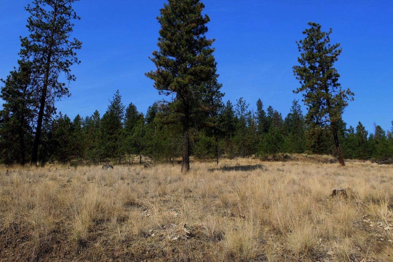 35770 Spruce Grouse N Ln - Photo 7