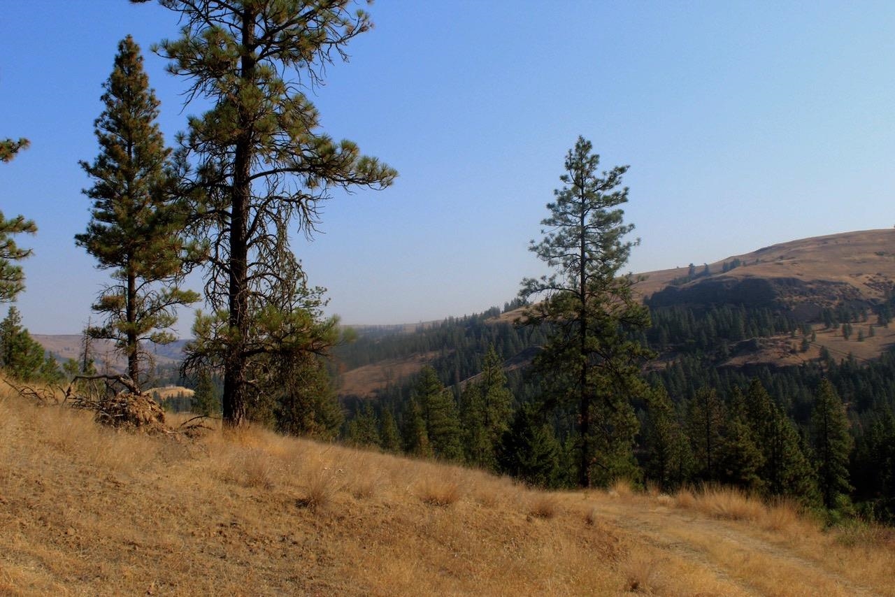 35770 Spruce Grouse N Ln - Photo 9
