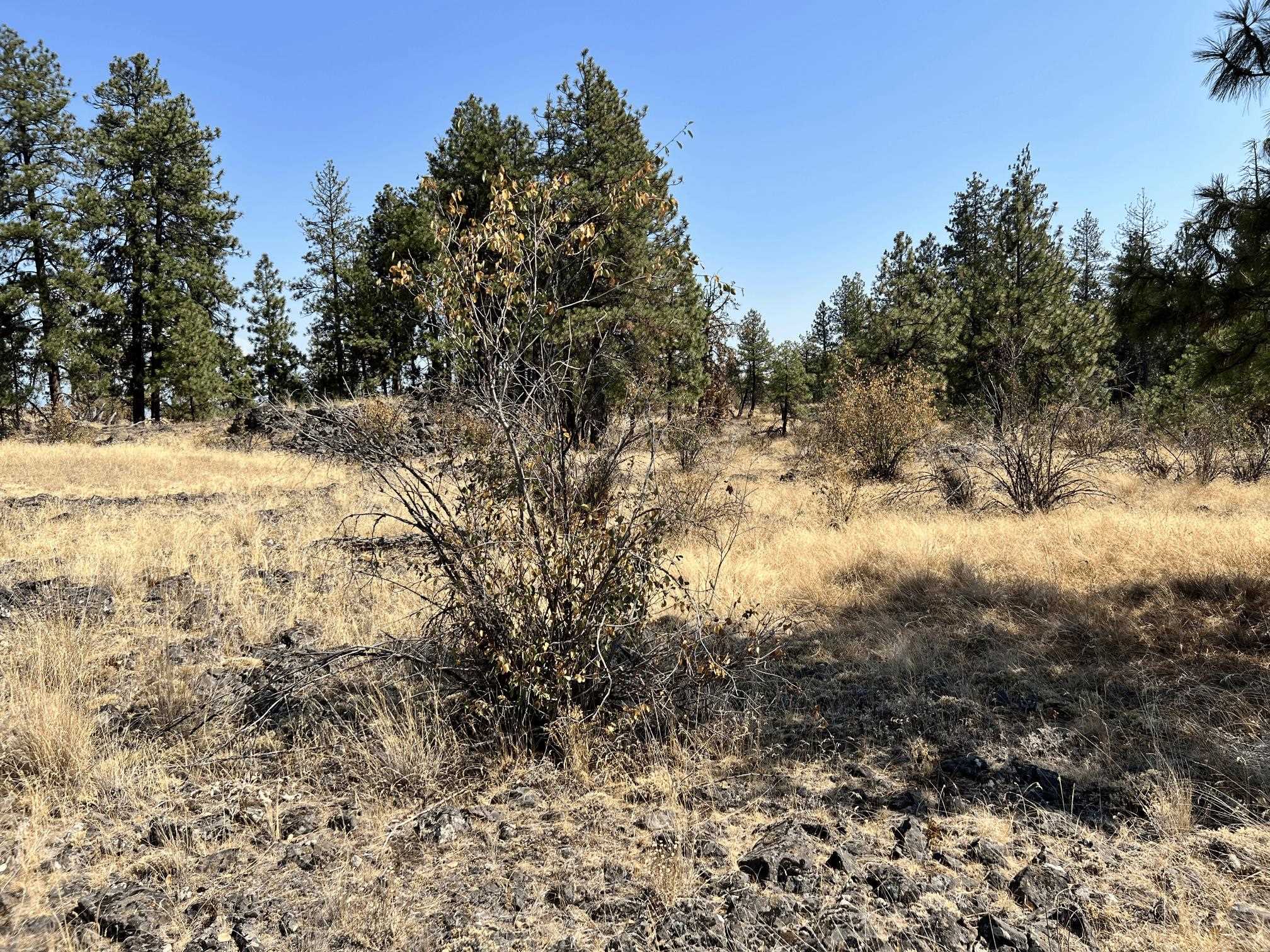 8200 W Mission Rd - Photo 6