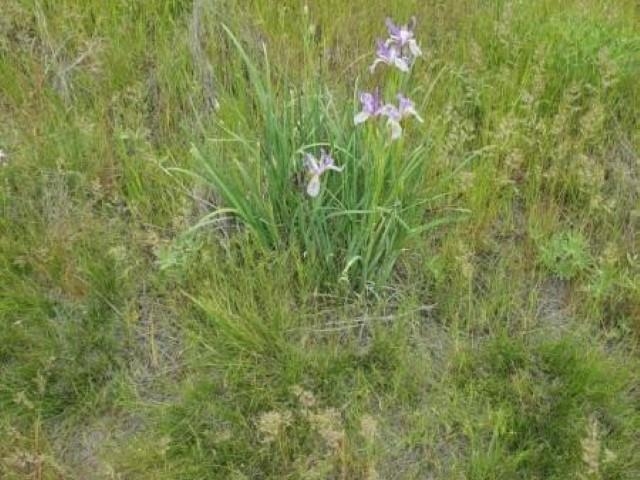 TBD N Earl Rd - Photo 13