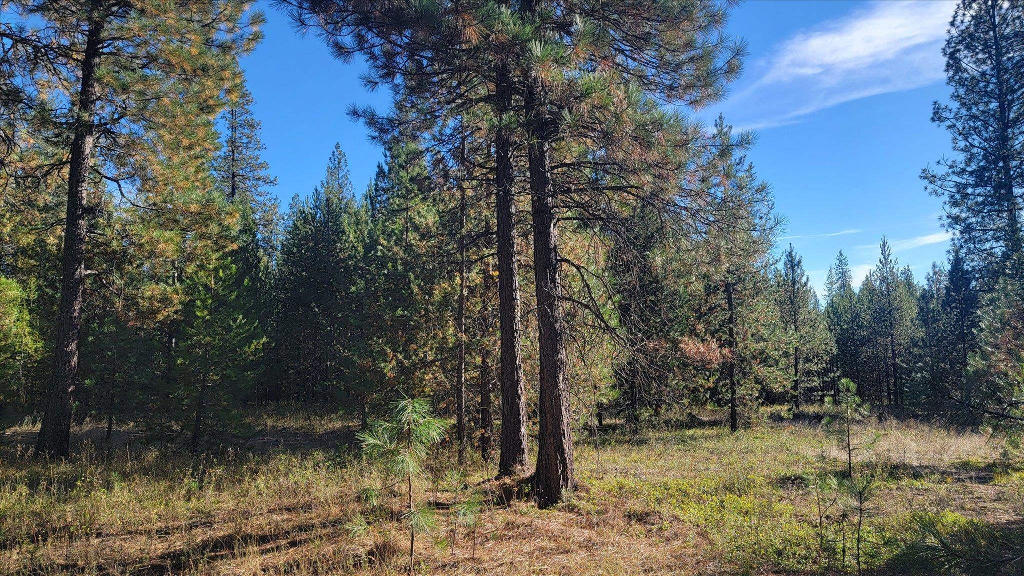 1XXX Spring Valley Rd - Photo 15