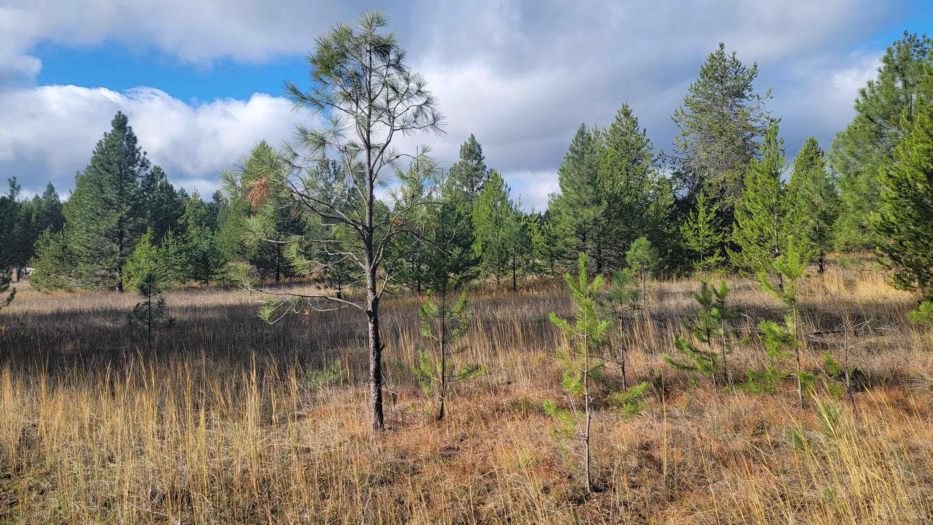 652 Jorgens Rd - Photo 12