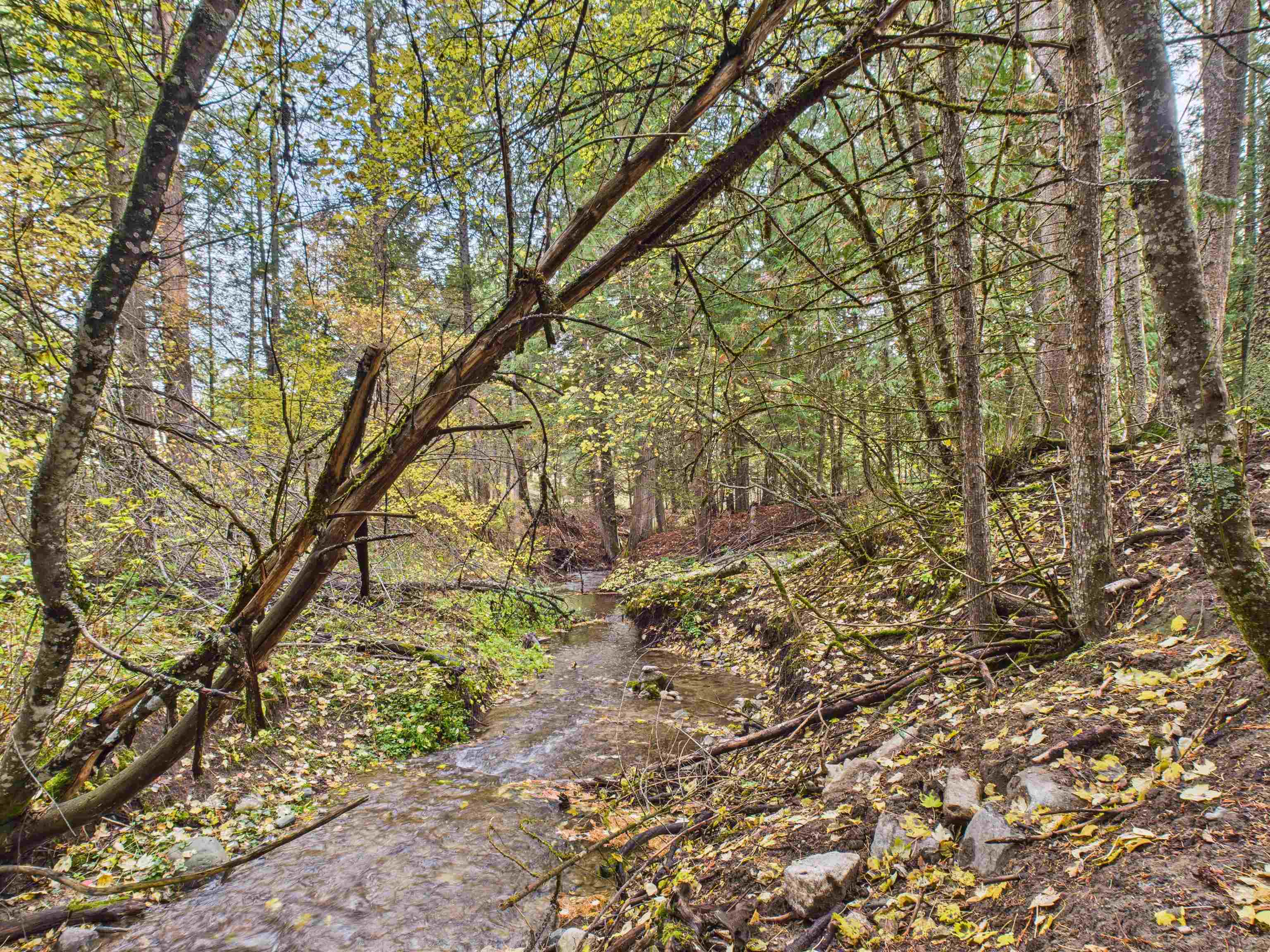 2313 Hickey Way - Photo 47