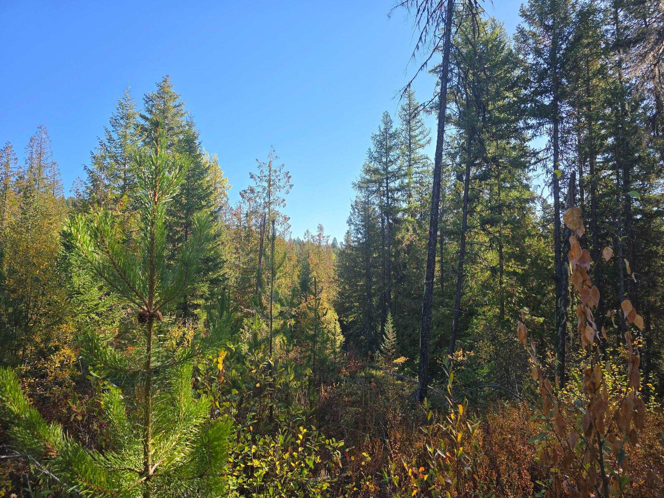 XXX Red Tail Way - Photo 2