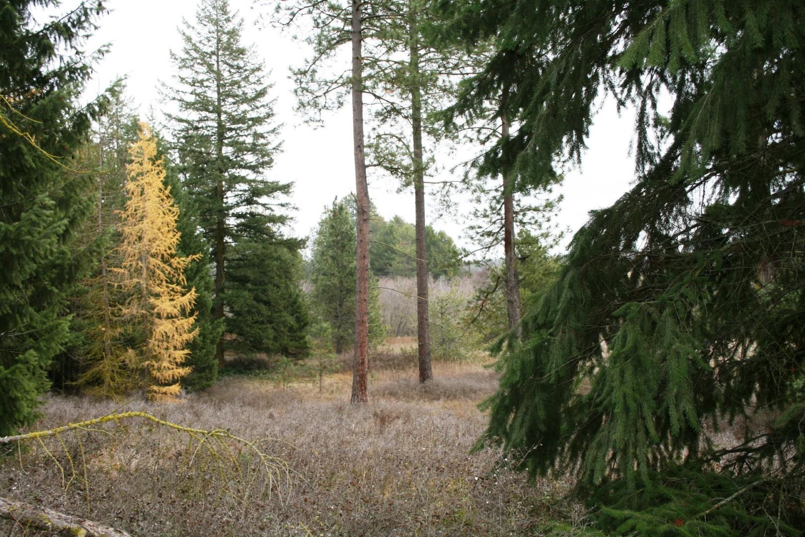 00 Dahl Lot 7 Rd - Photo 1