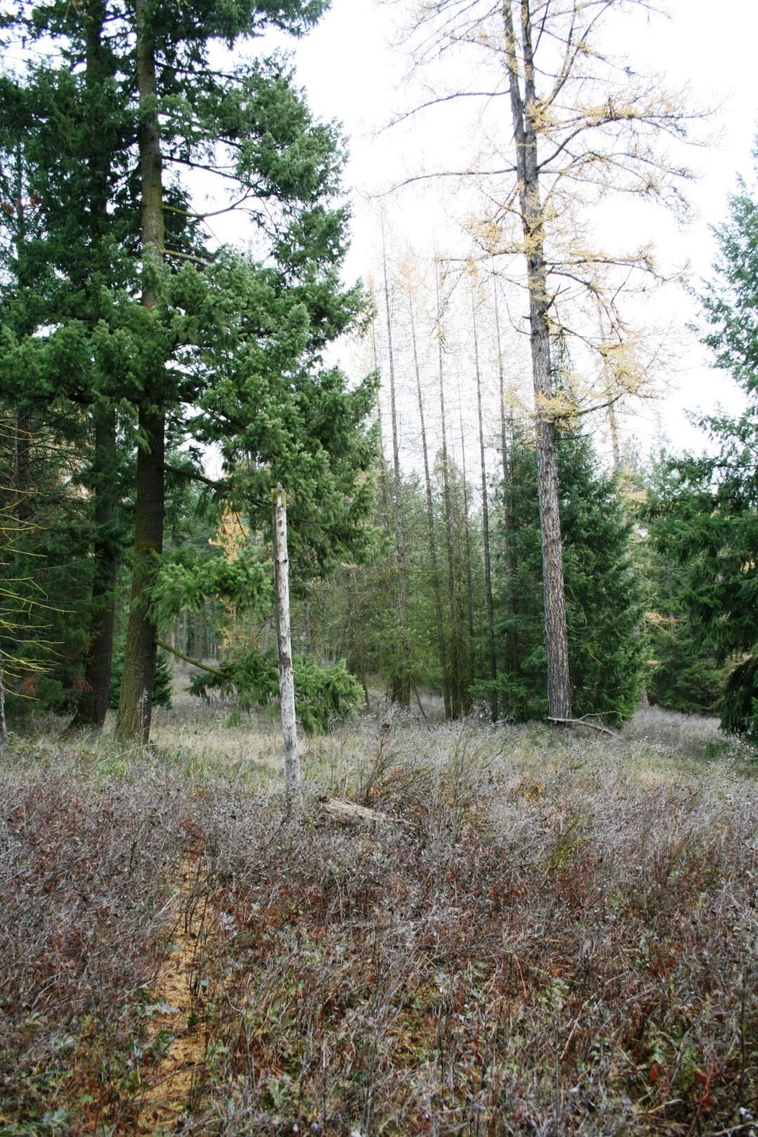 00 Dahl Lot 7 Rd - Photo 2