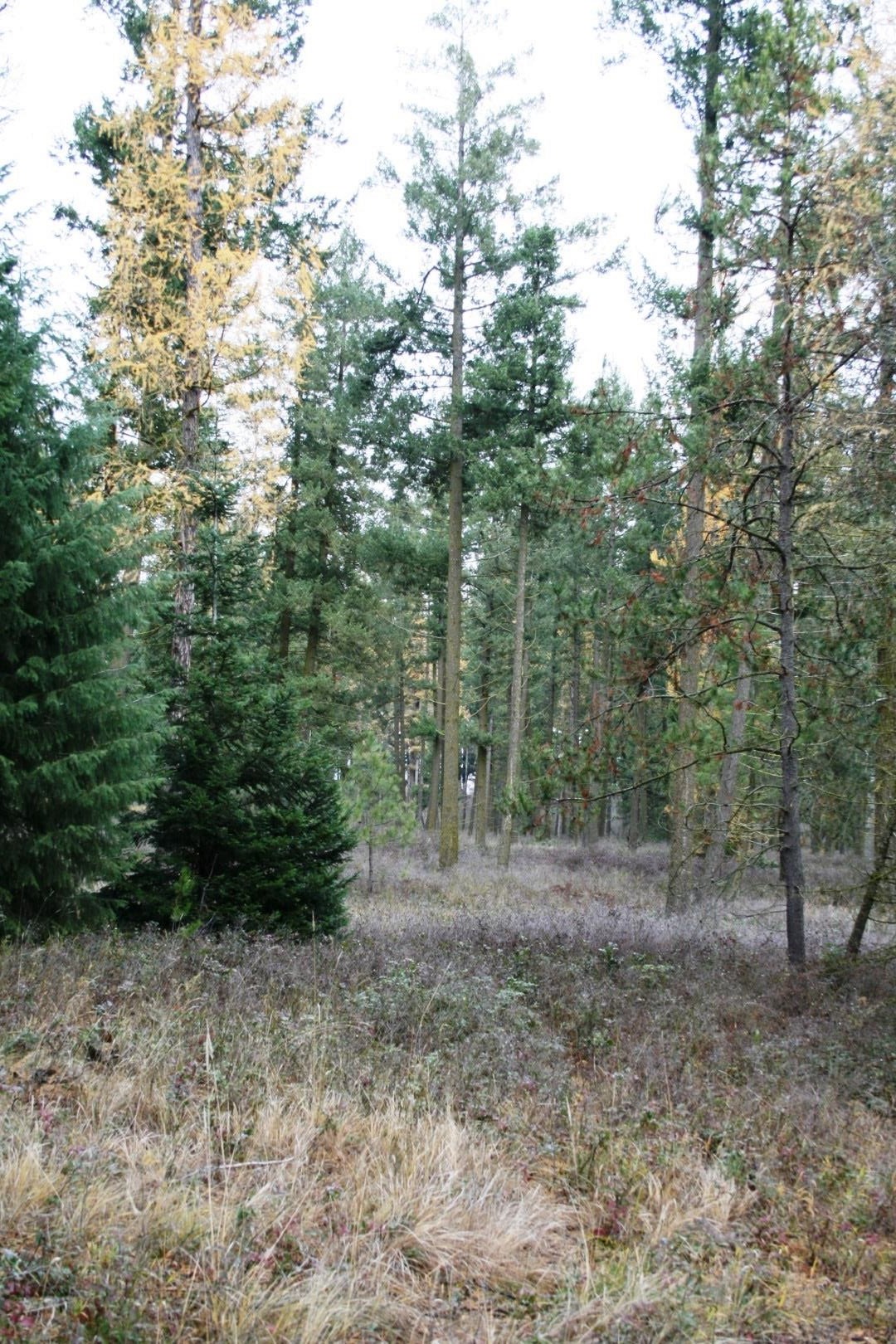 00 Dahl Lot 7 Rd - Photo 3