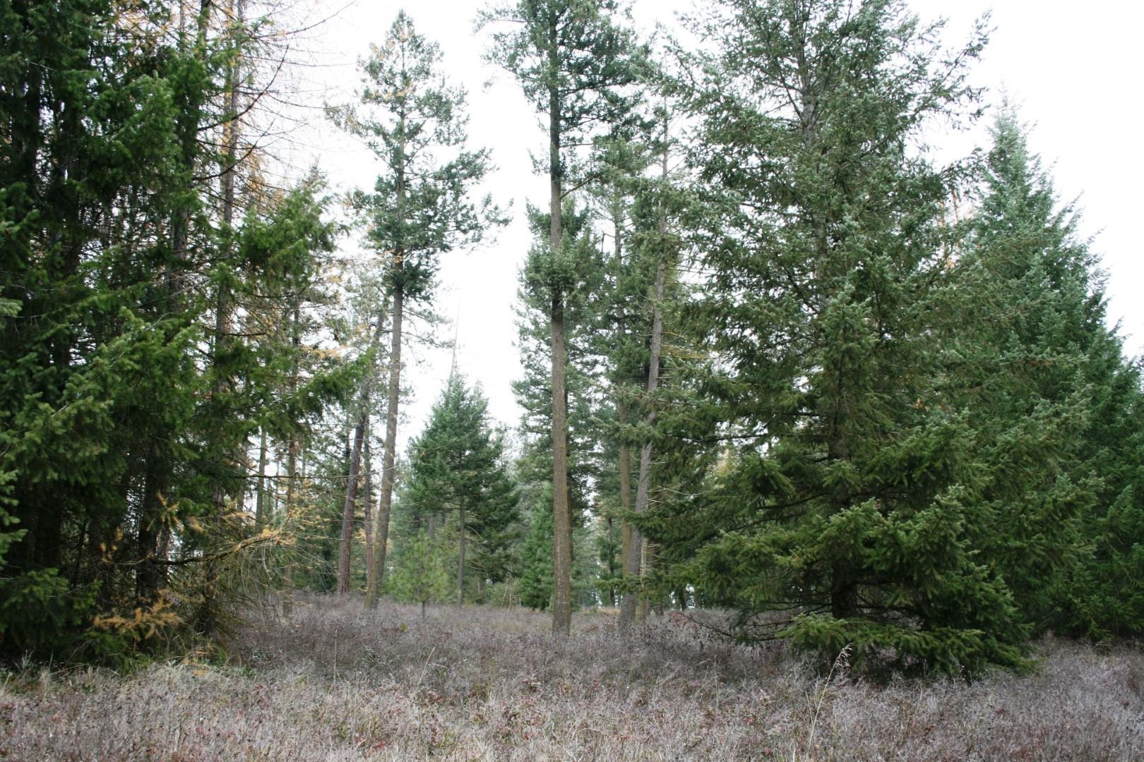 00 Dahl Lot 7 Rd - Photo 4