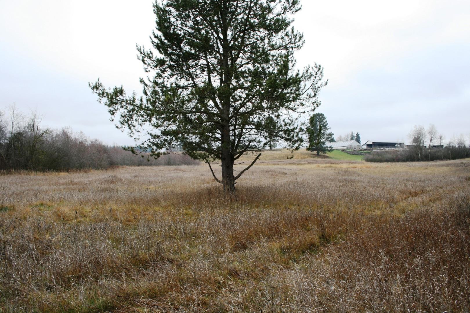 00 Dahl Lot 7 Rd - Photo 6