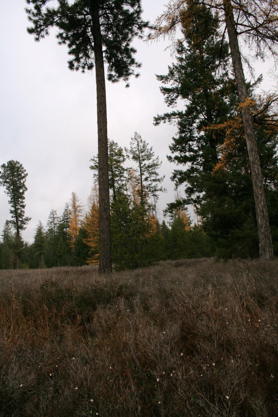 00 Dahl Lot 8 Rd - Photo 2