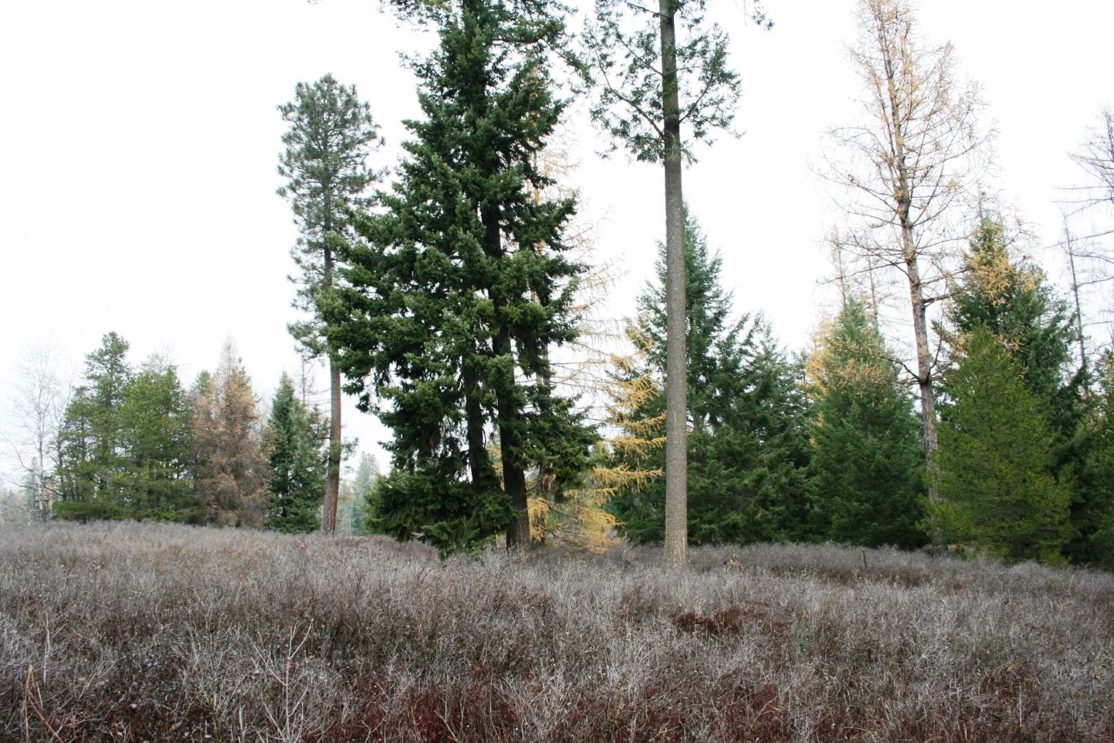 00 Dahl Lot 8 Rd - Photo 5