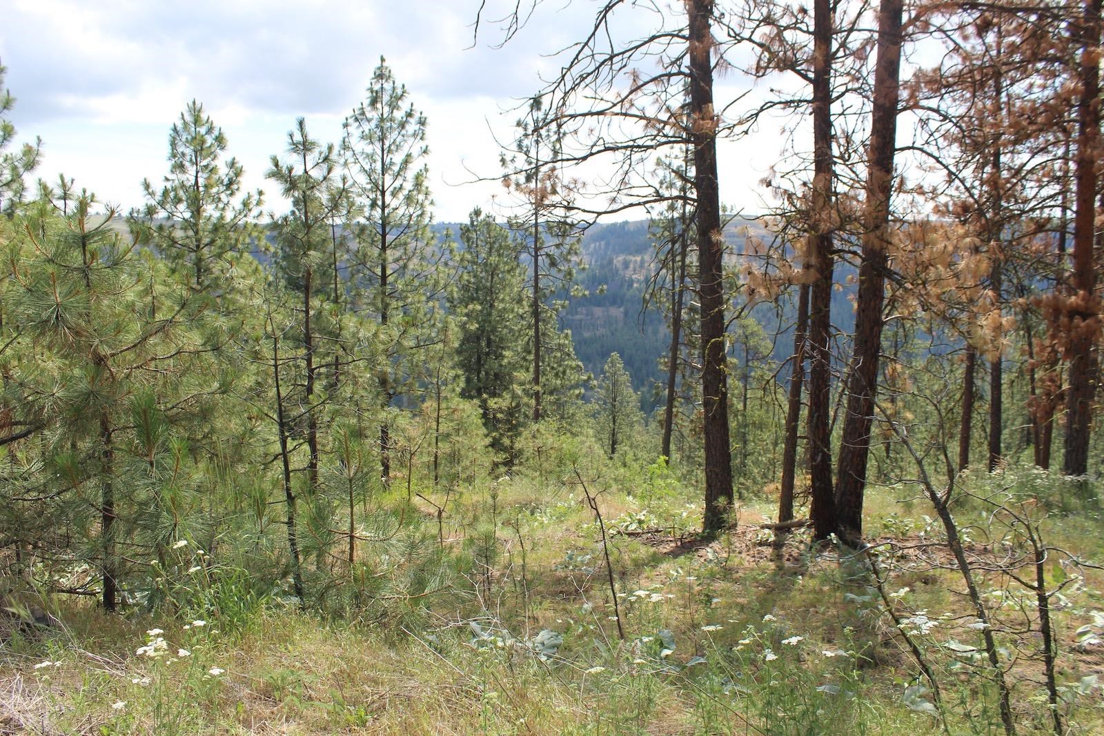 Badger Lot 1&2 Sontag Ridge Ln - Photo 2