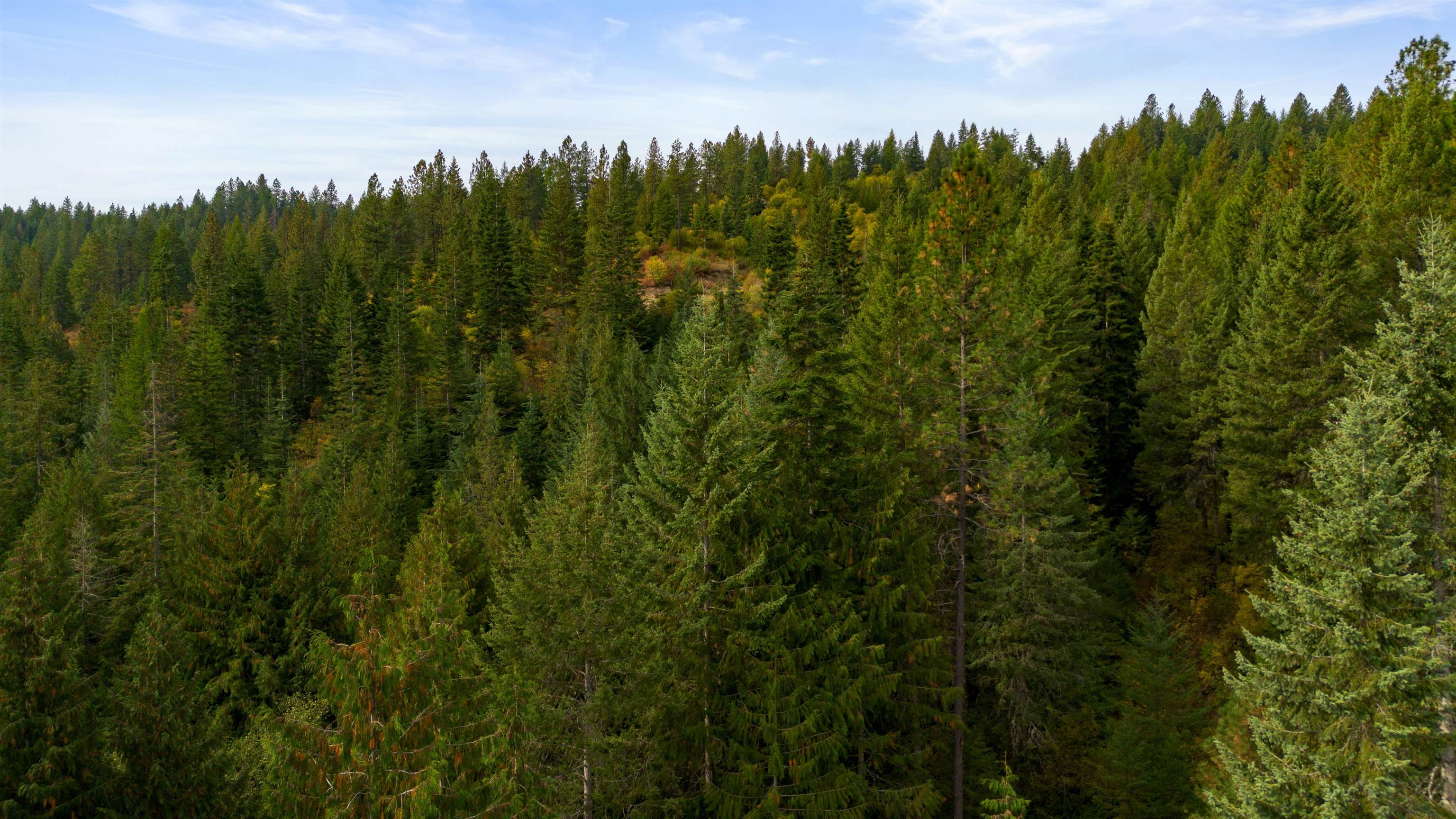 4450 Buck Creek Rd - Photo 14