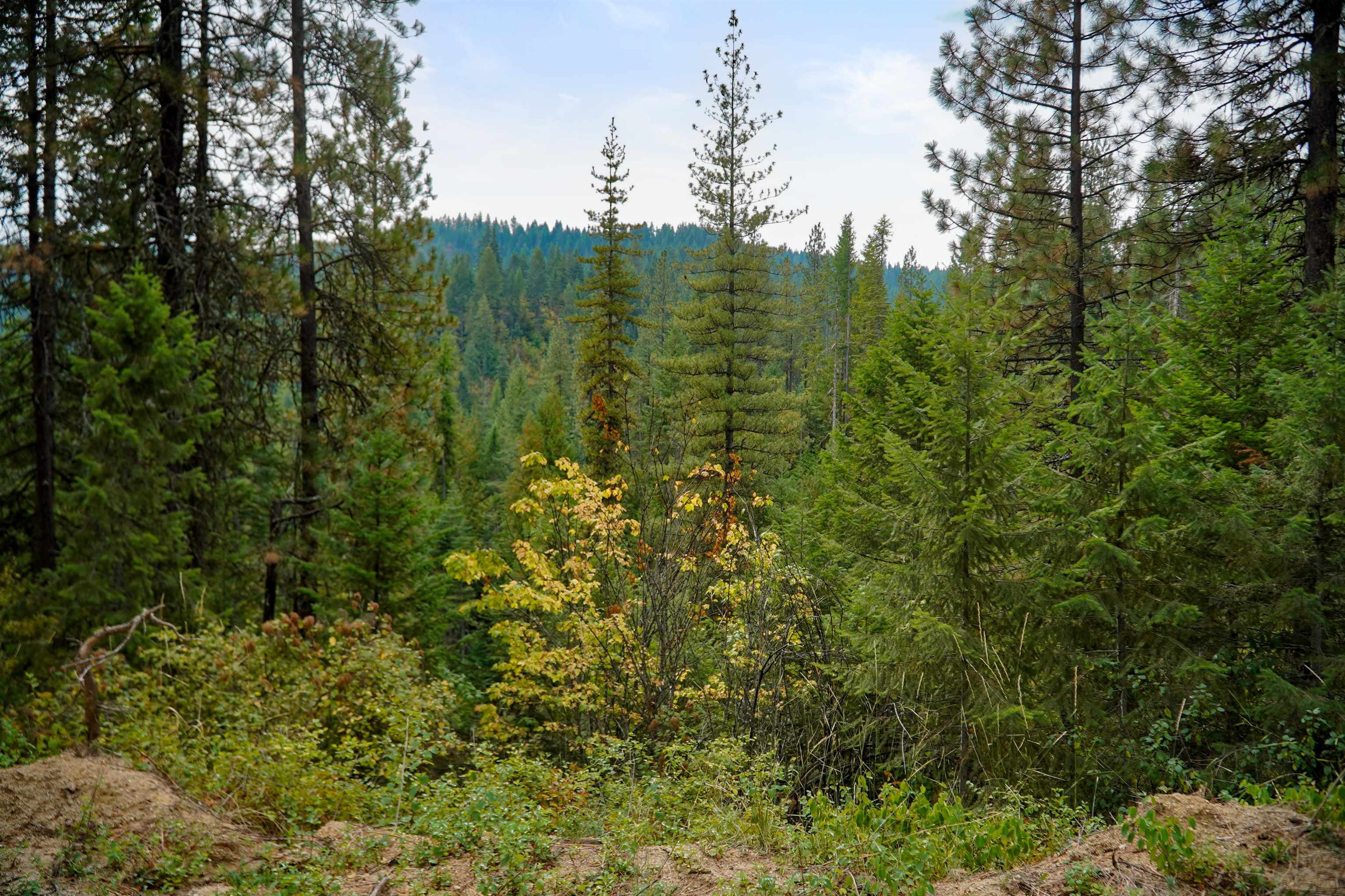4450 Buck Creek Rd - Photo 3